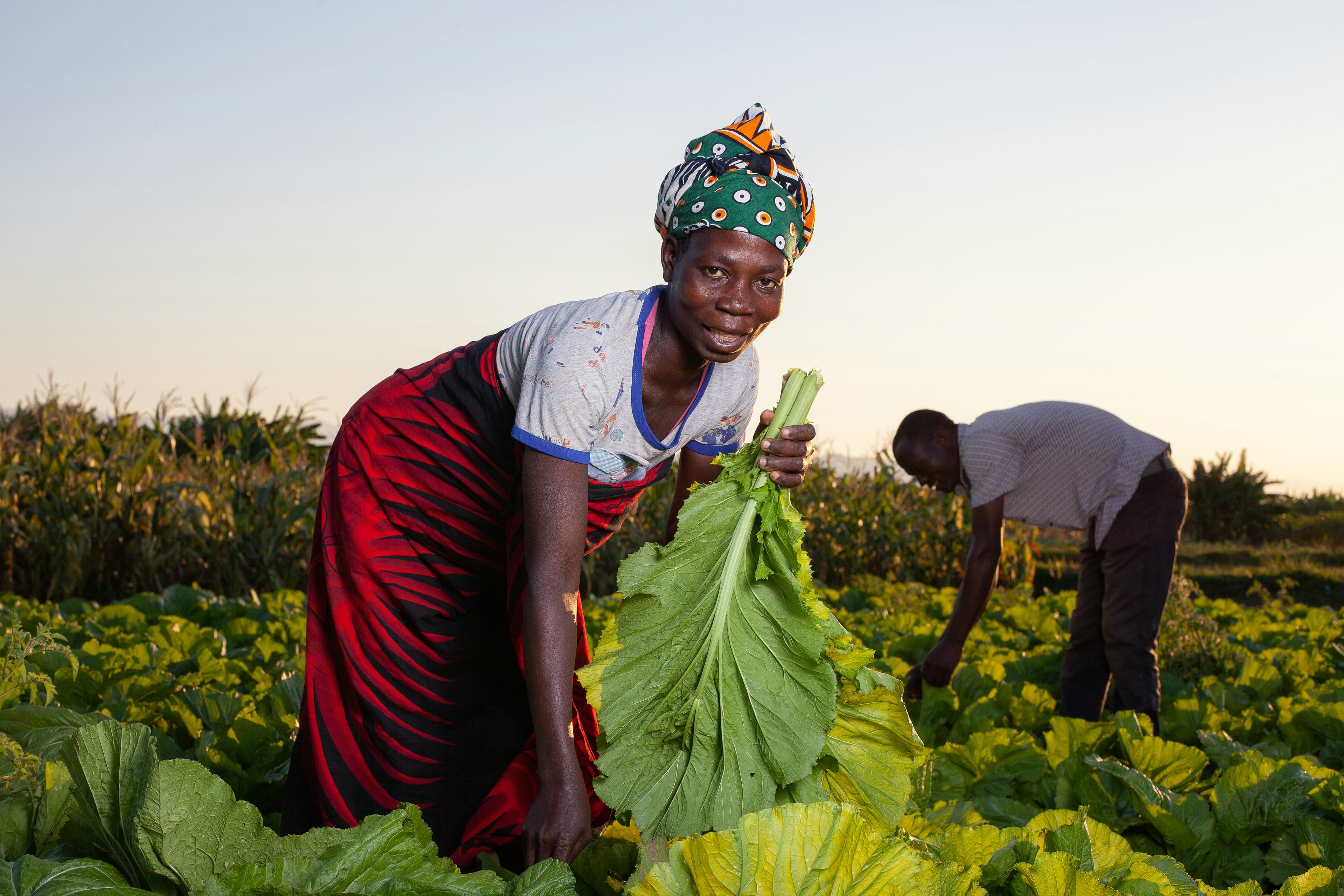 Farmer harvesting leafy vegetables in a field