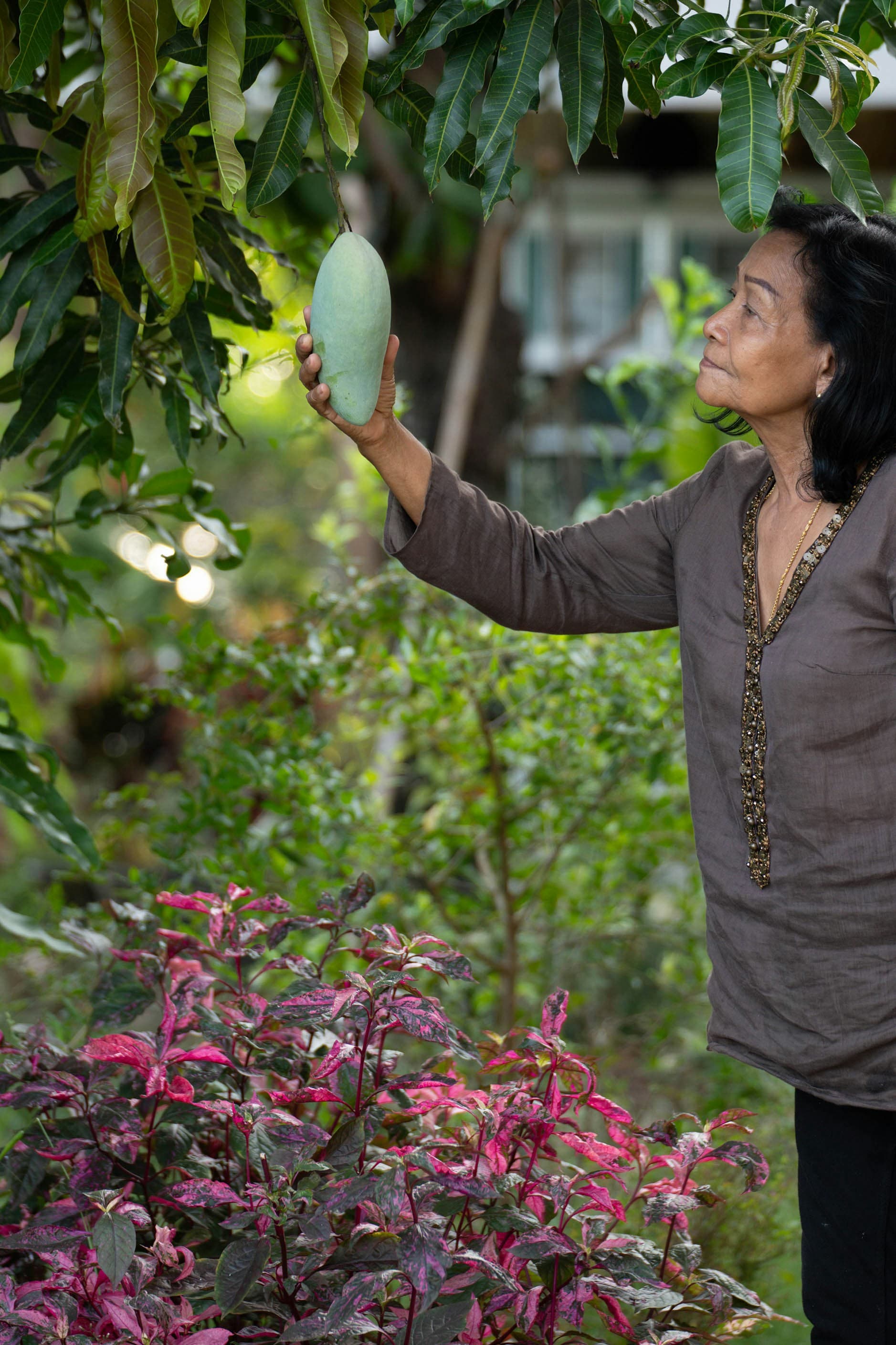 Grower observing a mango tree