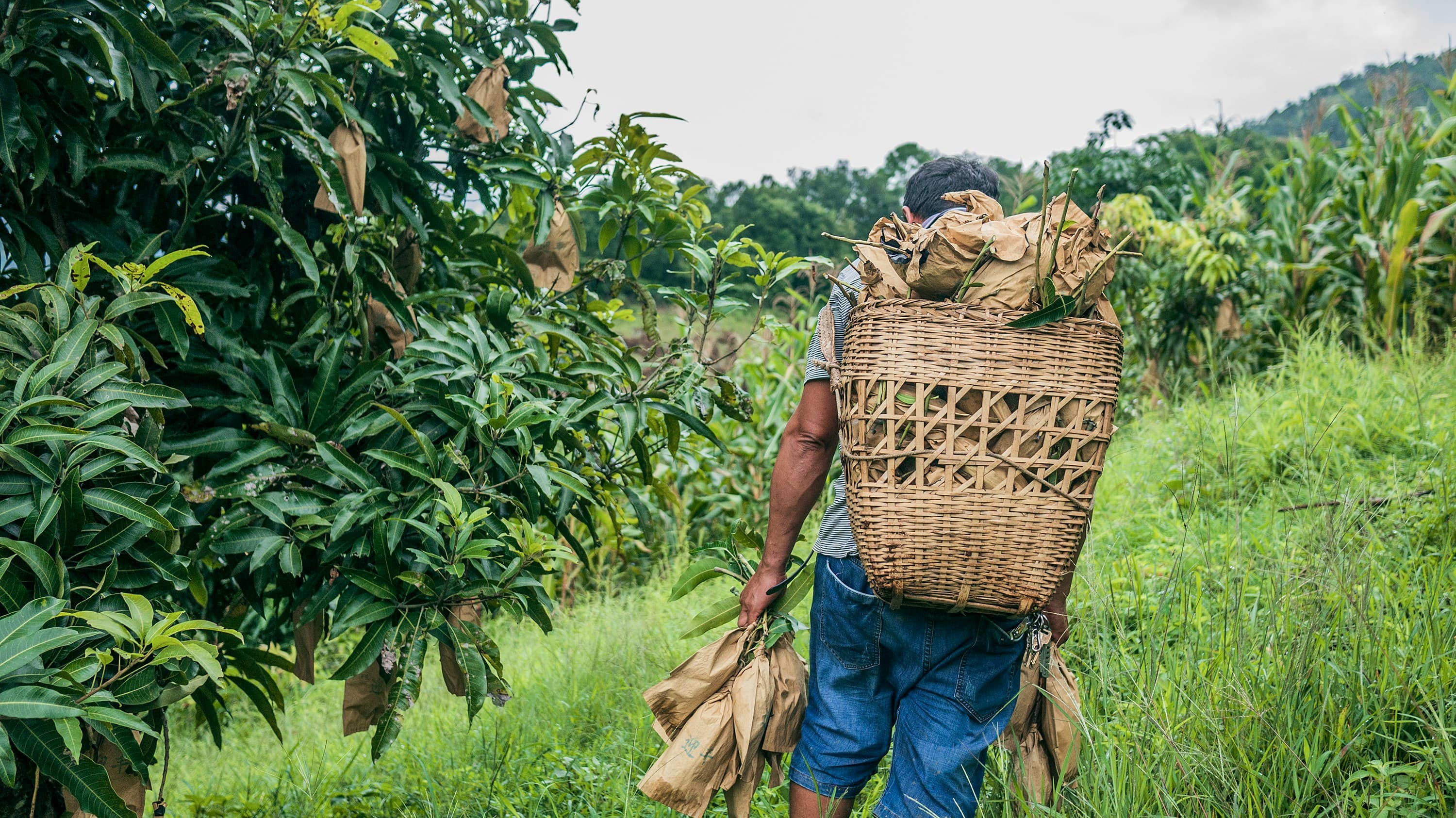 Agriculture & Food Systems